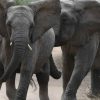 kruger-park-1-scaled-1140×530