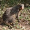 kruger-park-banded-mongoose-2