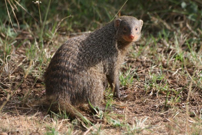 kruger-park-banded-mongoose-2