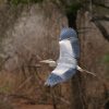 kruger-park-bird