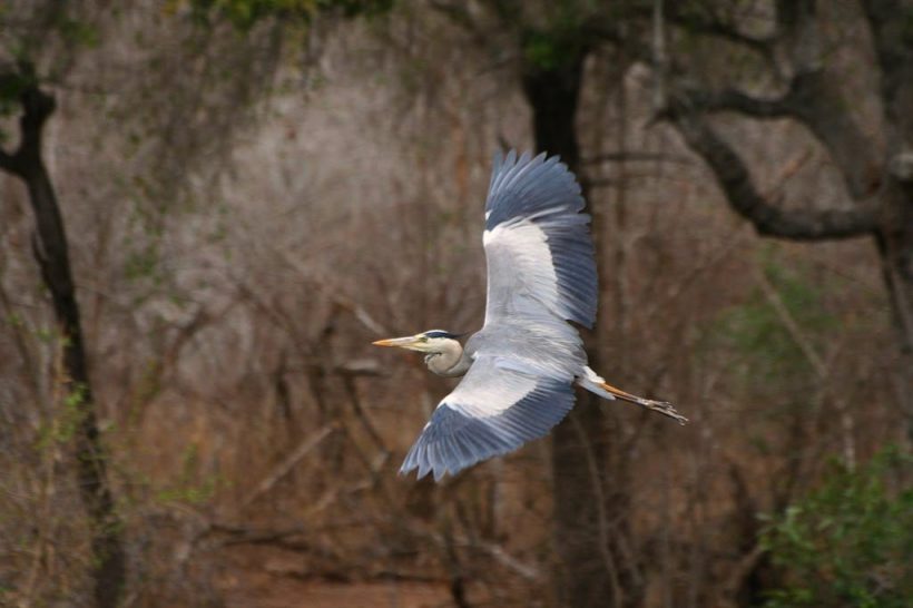 kruger-park-bird