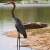 kruger-park-bird3
