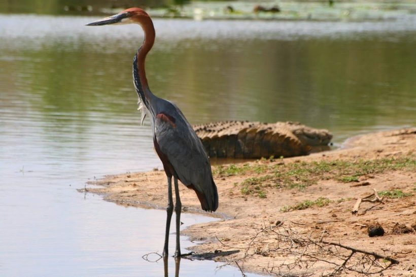 kruger-park-bird3