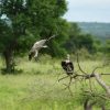 kruger-park-dsc00785