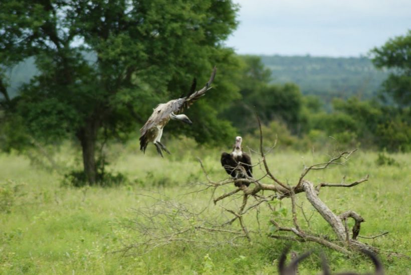 kruger-park-dsc00785