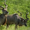 kruger-park-dsc00906