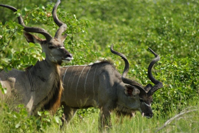 kruger-park-dsc00906