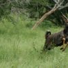 kruger-park-dsc01018
