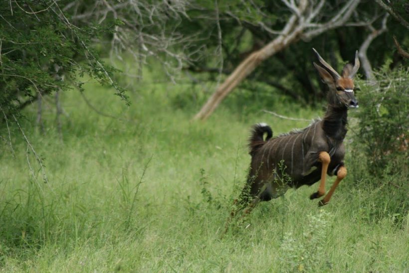 kruger-park-dsc01018