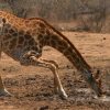 kruger-park-giraffe