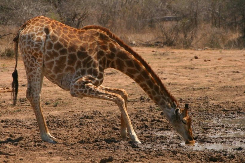 kruger-park-giraffe