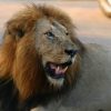 kruger-park-lion2