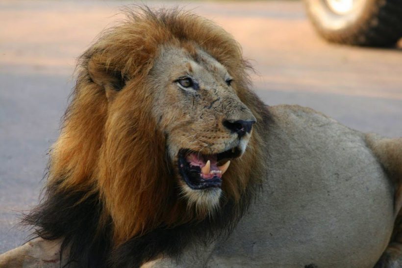 kruger-park-lion2