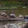 kruger-park-terrapins