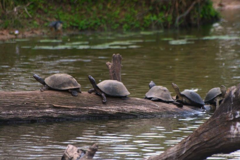kruger-park-terrapins