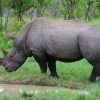 kruger-park-white-rhino
