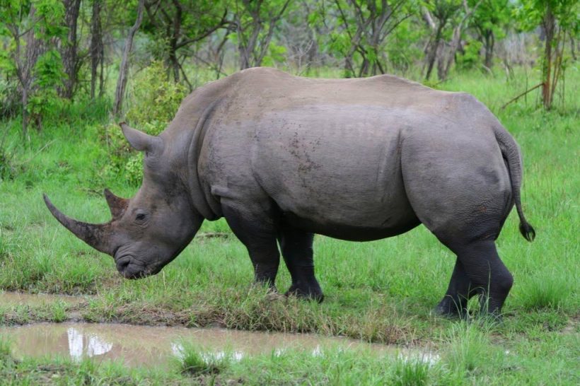 kruger-park-white-rhino