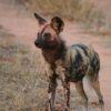 kruger-park-wild-dog