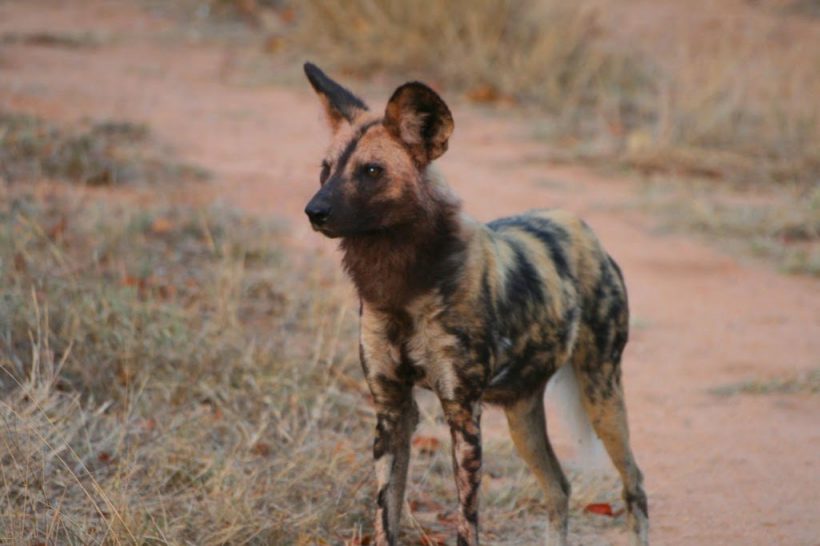 kruger-park-wild-dog