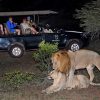 kwa madwala night drives kwa madwala night drives