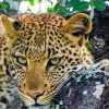 leopard_-_nathan