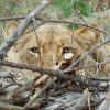 lion-watching-1024×683-v1