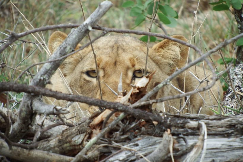 lion-watching-1024×683-v1