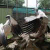 local-attractions-moholoholo-rehab-centre2