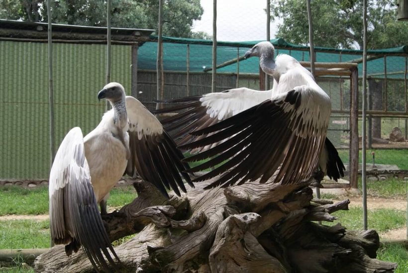 local-attractions-moholoholo-rehab-centre2