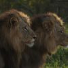 two-male-lions-1024×683-v1