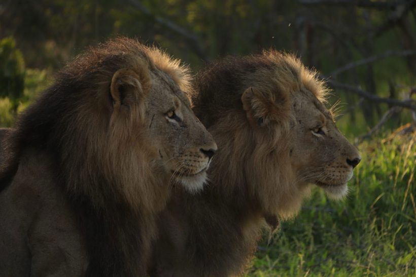 two-male-lions-1024×683-v1